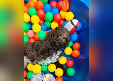 Lagotto Romagnolo