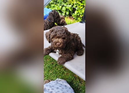 Lagotto Romagnolo