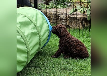 Lagotto Romagnolo