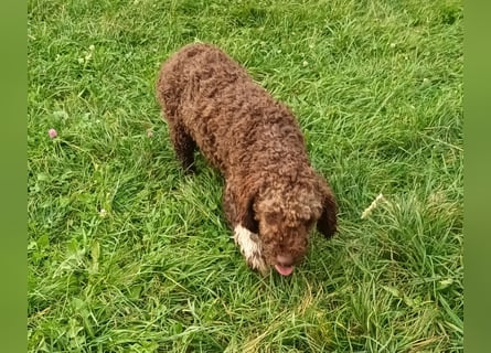 Lagotto Romagnolo puppies