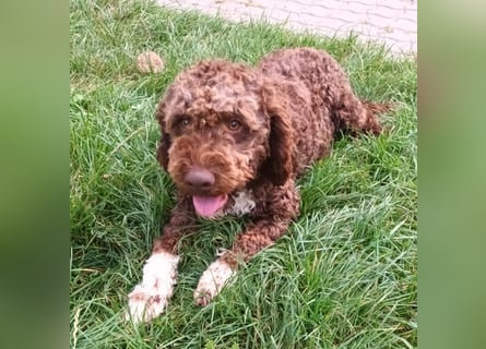Lagotto Romagnolo puppies