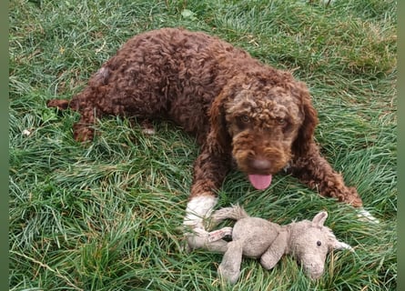 Lagotto Romagnolo puppies