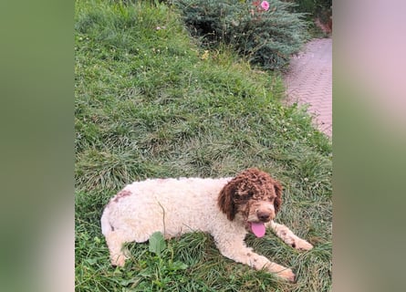 Lagotto Romagnolo puppies
