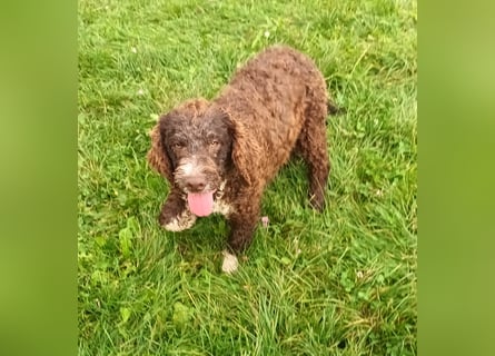 Lagotto Romagnolo puppies