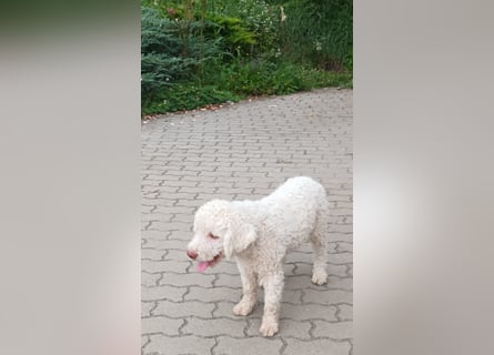 Lagotto Romagnolo puppies