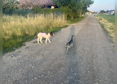 Hugo, ein reinrassiger Lagotto Romagnolo Rüde, 9 Monate alt