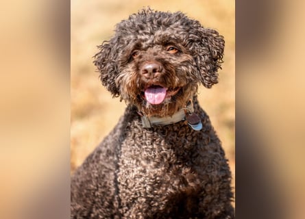 LaCody - ruhiger Zeitgenosse - Tierhilfe Franken e.V.