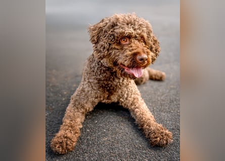 LaCody - ruhiger Zeitgenosse - Tierhilfe Franken e.V.