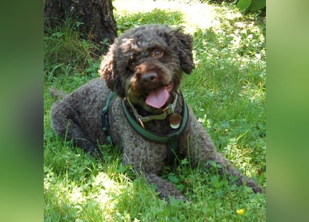 LaCody - ruhiger Zeitgenosse - Tierhilfe Franken e.V.