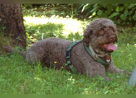 LaCody - ruhiger Zeitgenosse - Tierhilfe Franken e.V.