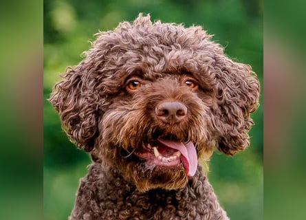 LaCody - ruhiger Zeitgenosse - Tierhilfe Franken e.V.