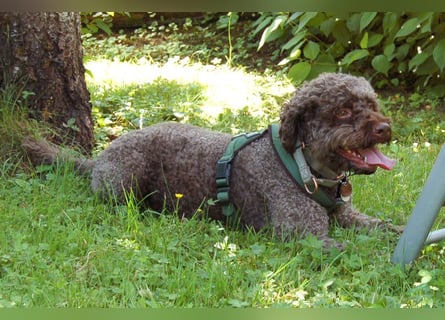 LaCody - ruhiger Zeitgenosse - Tierhilfe Franken e.V.