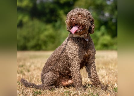LaCody - ruhiger Zeitgenosse - Tierhilfe Franken e.V.