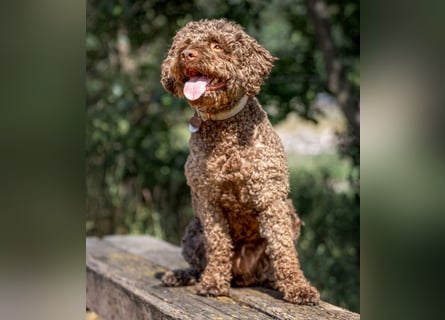 LaCody - ruhiger Zeitgenosse - Tierhilfe Franken e.V.