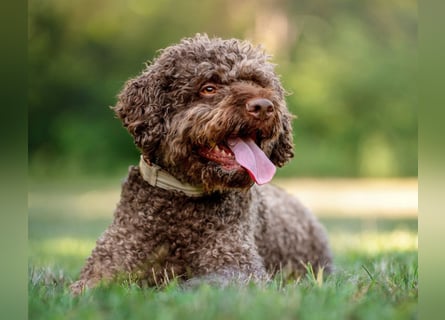 LaCody - ruhiger Zeitgenosse - Tierhilfe Franken e.V.