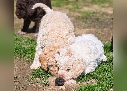 Wunderschöne Lagotto Romagnolo Welpen