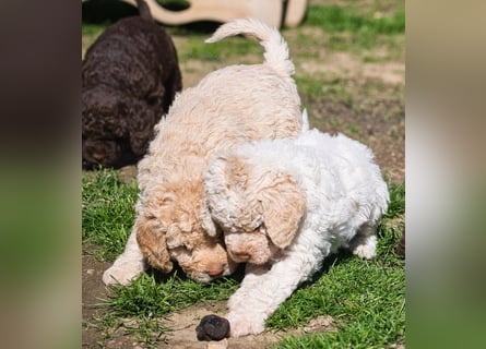 Wunderschöne Lagotto Romagnolo Welpen