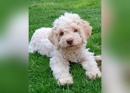Wunderschöner Lagotto Romagnolo Welpe