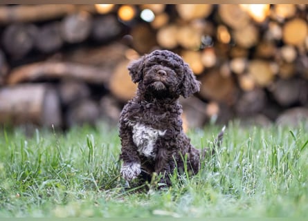 Ruhige Lagotto-Buben