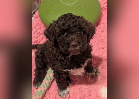 Ruhiger Lagotto-Bub