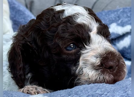Ruhige Lagotto-Buben