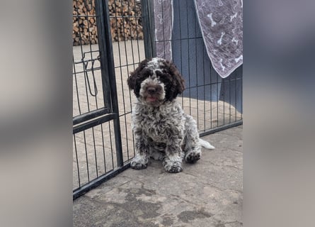 Ruhige Lagotto-Buben