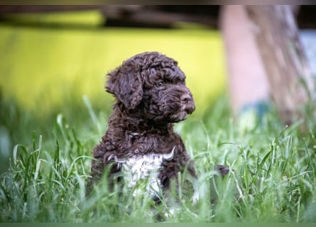 Ruhiger Lagotto-Bub