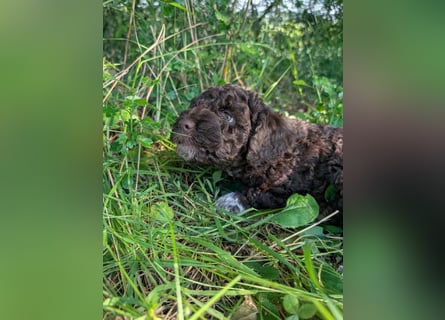 Ruhiger Lagotto-Bub