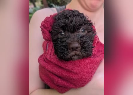 Ruhiger Lagotto-Bub
