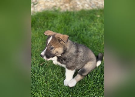 Westsibirische Laika Welpen mit FCI-Papieren – jagdlich geführt