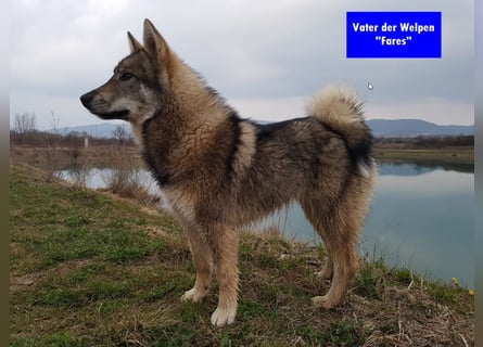 Westsibirische Laika Welpen mit FCI-Papieren – jagdlich geführt