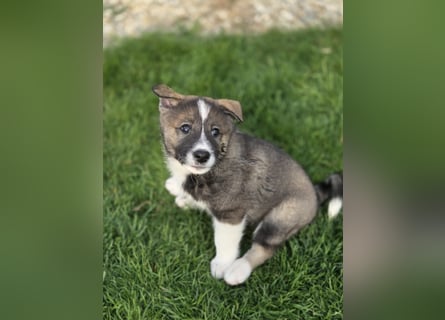 Westsibirische Laika Welpen mit FCI-Papieren – jagdlich geführt