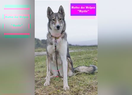 Westsibirische Laika Welpen mit FCI-Papieren – jagdlich geführt