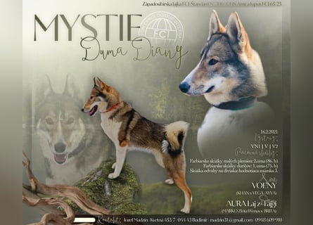 Westsibirische Laika Welpen mit FCI-Papieren – jagdlich geführt