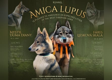 Westsibirische Laika Welpen mit FCI-Papieren – jagdlich geführt