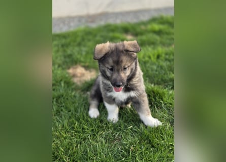 Westsibirische Laika Welpen mit FCI-Papieren – jagdlich geführt