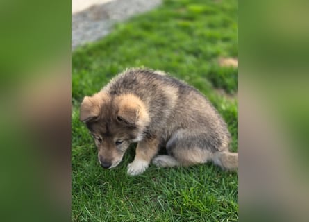 Westsibirische Laika Welpen mit FCI-Papieren – jagdlich geführt