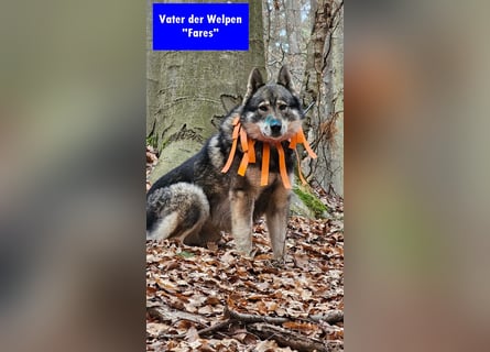 Westsibirische Laika Welpen mit FCI-Papieren – jagdlich geführt