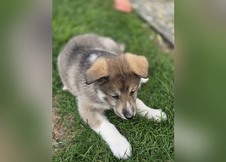Westsibirische Laika Welpen mit FCI-Papieren – jagdlich geführt
