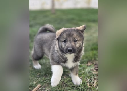 Westsibirische Laika Welpen mit FCI-Papieren – jagdlich geführt