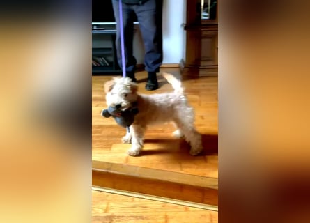 Lakeland Terrier Welpen abzugeben!