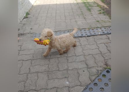 Lakeland Terrier Welpen abzugeben!