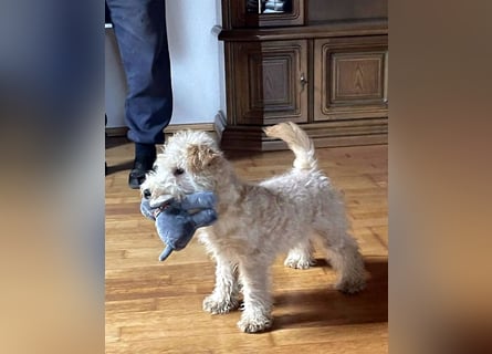 Lakeland Terrier Welpen abzugeben!
