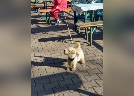 Lakeland Terrier Welpen abzugeben!
