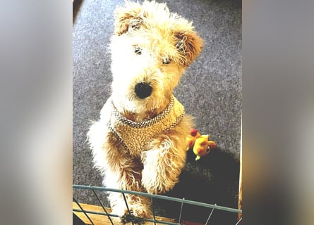 Lakeland Terrier Welpen abzugeben!