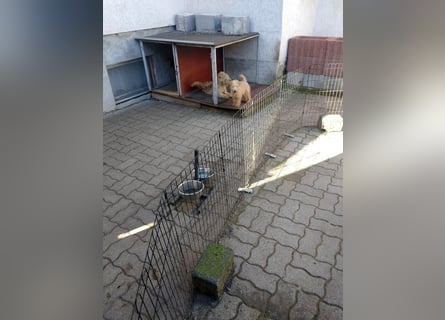 Lakeland Terrier Welpen abzugeben!