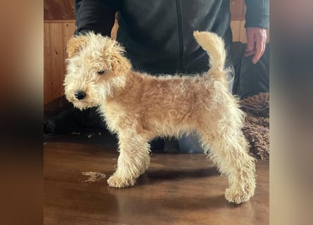 Lakeland Terrier Welpen abzugeben!