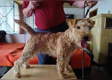 Lakeland Terrier Welpen abzugeben!