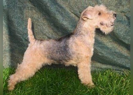 Lakeland Terrier Welpen abzugeben!