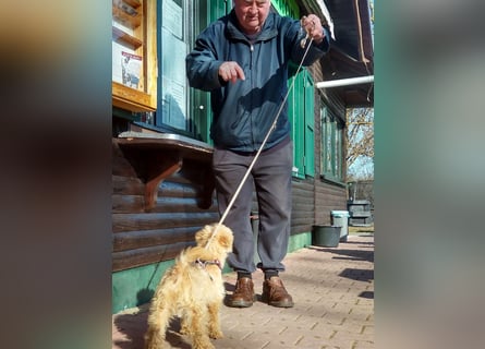 Lakeland Terrier Welpen abzugeben!